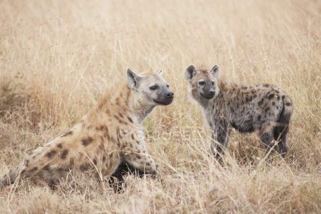Hienas manchadas, Quénia, África — Fotografia de Stock