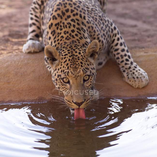 Леопард Питьевая вода из пруда — стоковое фото
