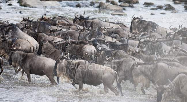 Wildebeest running on field — Stock Photo