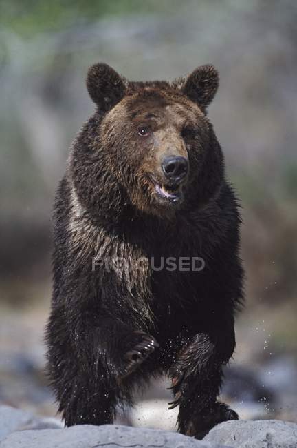 Grizzlybär steht auf Stein — Stockfoto