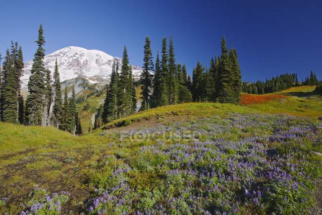 Fiori di campo e alberi con Monte Rainier — Foto stock