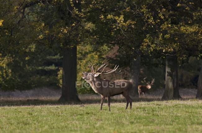 Male Deer  Standing In Field — Stock Photo