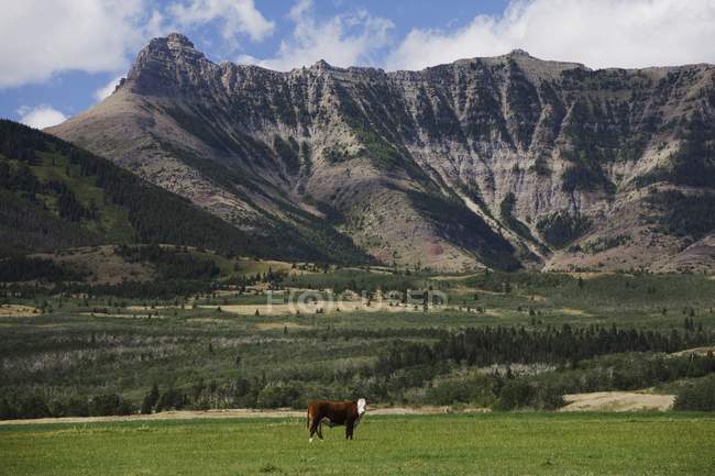 Одинокий скот в поле — стоковое фото