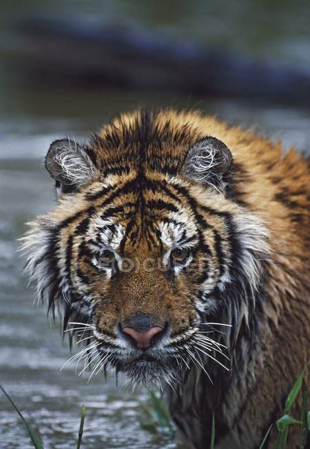 Wet Siberian Tiger — Stock Photo