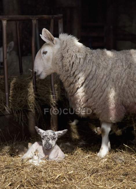 Pecora con agnello posa — Foto stock
