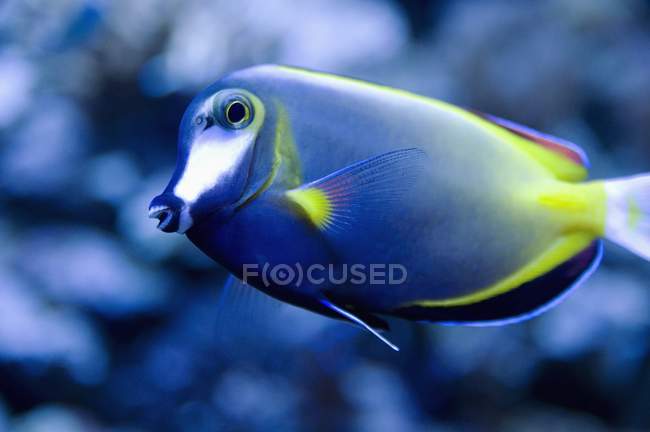 Синие тропические рыбы — стоковое фото