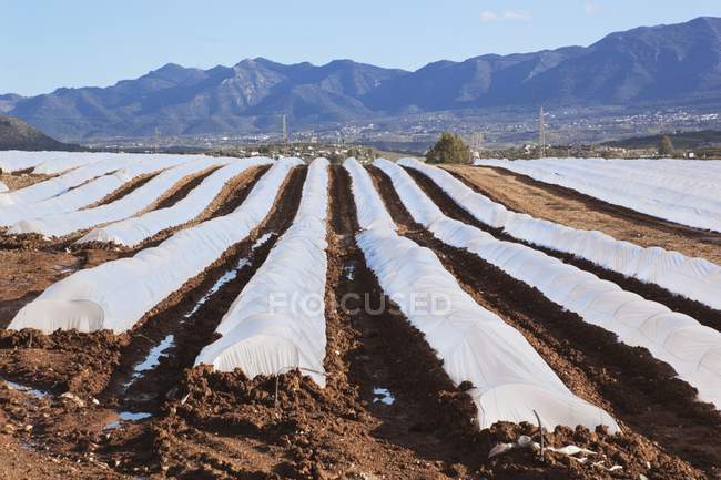 Crops In Plastic Tunnels — Stock Photo