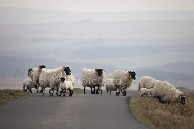 Овцы поют дорогу — стоковое фото
