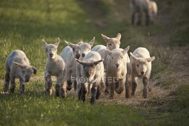 Group Of Lambs Running — Stock Photo
