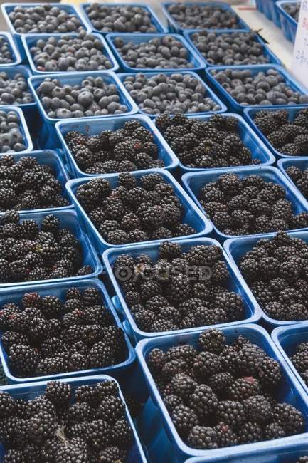 Lot of blackberries heaps in blue containers — Stock Photo