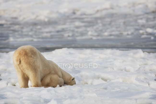 Polar Bear Exploring Territoryo — Stock Photo
