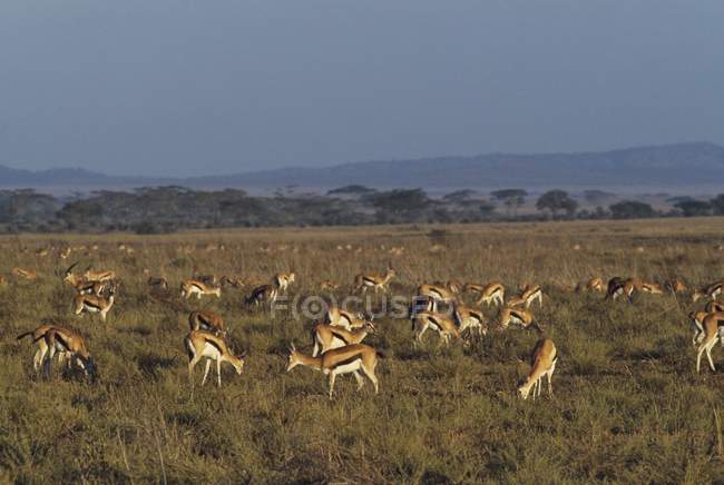 Herd Of Thomson Gazelle — Stock Photo