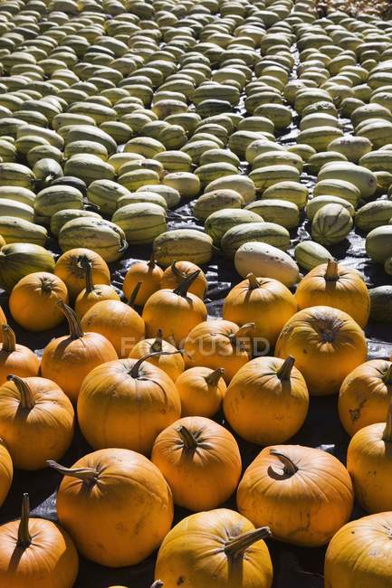 Squash And Pumpkins Laying — Stock Photo