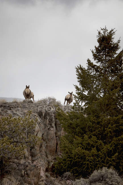 Elk selvagem correndo para longe — Fotografia de Stock