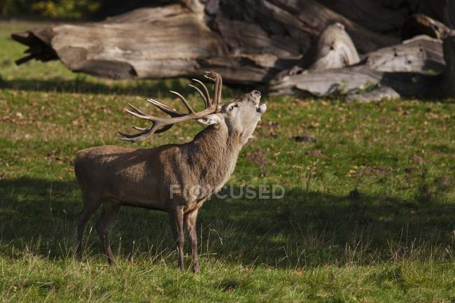 Male Deer In Field — Stock Photo