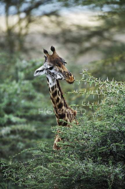 Girafa alimentando-se de árvore — Fotografia de Stock
