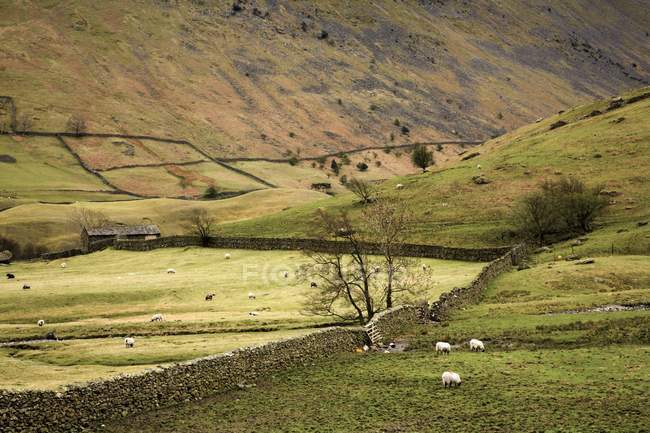 Овцы пасутся на зеленой траве. — стоковое фото