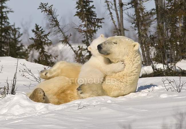 Orso polare con cucciolo — Foto stock