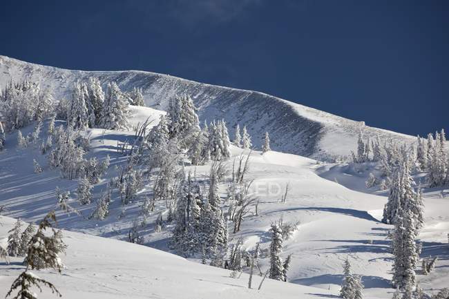 Neve sugli alberi sul sentiero — Foto stock