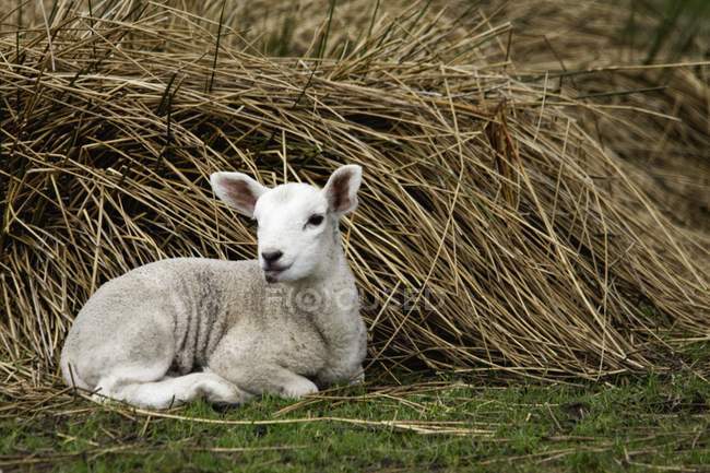 Pecore si siede accanto Pile — Foto stock