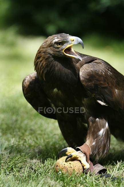 Águila dorada con pájaro abierto - foto de stock