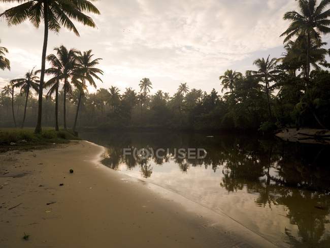 Sonnenaufgang und Palmen — Stockfoto