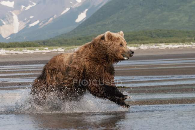 Urso Grizzly correndo — Fotografia de Stock