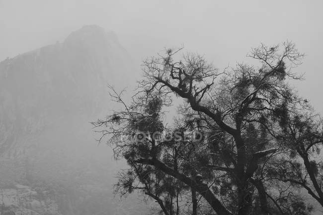 Árvore e montanha no nevoeiro — Fotografia de Stock