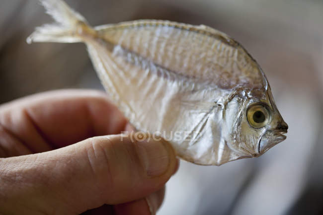 Hand hält Fisch — Stockfoto