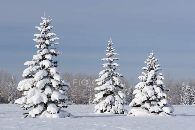 Alberi ricoperti di neve — Foto stock