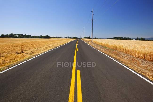 Champs de blé le long de la route — Photo de stock