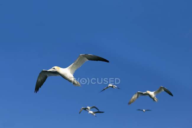 Gannets che vola sopra l'acqua — Foto stock