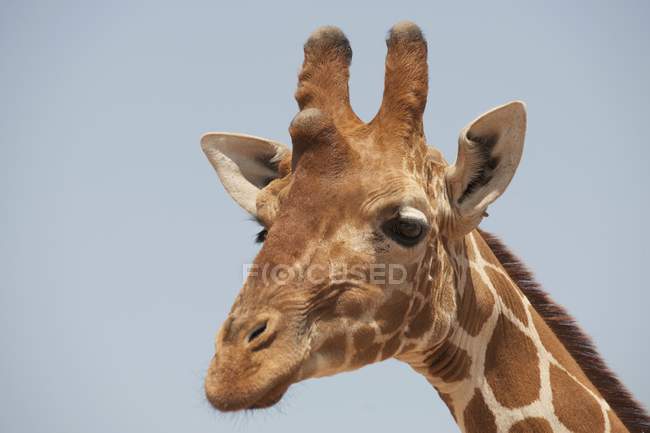 Жираф против голубого неба — стоковое фото