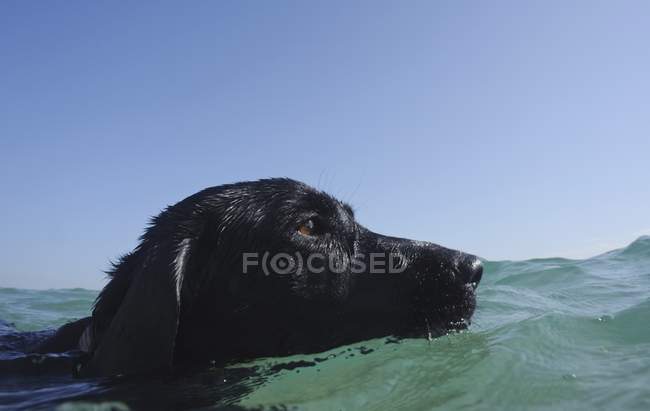 Cão nadando na água — Fotografia de Stock