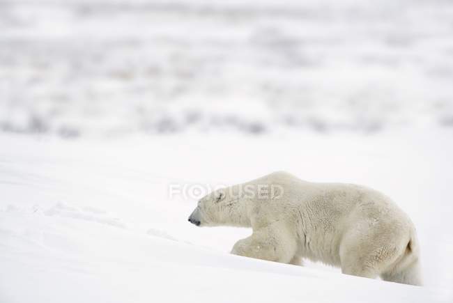 Білий ведмідь ходить по снігу — стокове фото