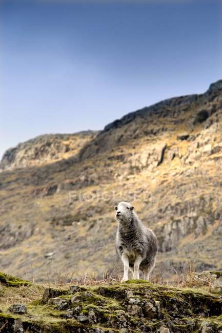 Германские овцы на скале — стоковое фото