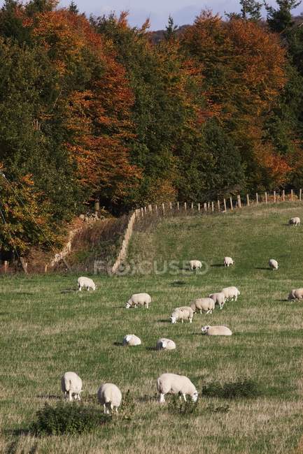 Schafe weiden in Feilen — Stockfoto
