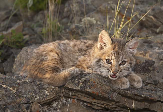 Bobcat Kitten Rests — Stock Photo