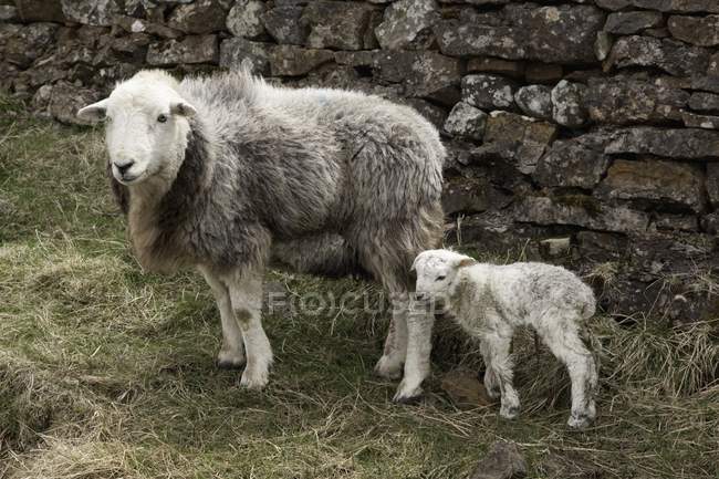 Ovelhas e cordeiro de pé sobre palha — Fotografia de Stock