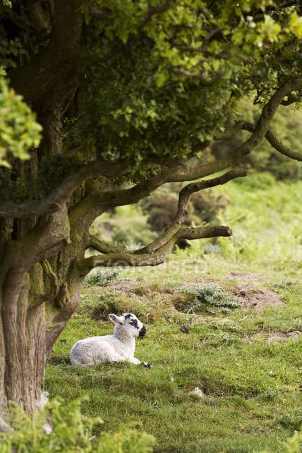 Pecora sdraiata sotto l'albero — Foto stock
