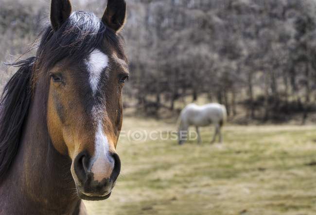 Porträt eines Pferdes im Freien — Stockfoto