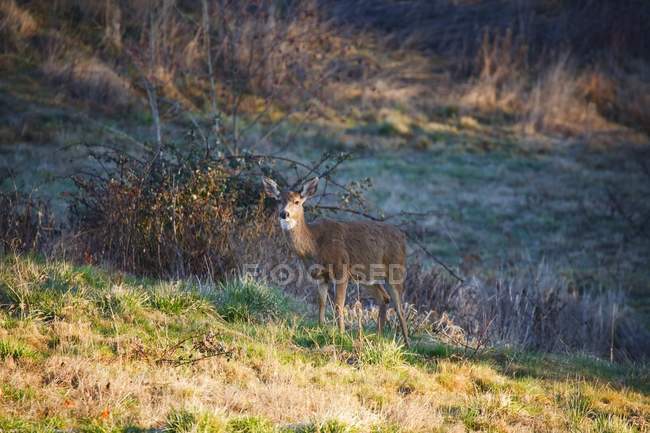 Deer standing on field — Stock Photo