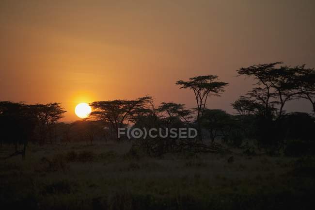Alba su un paesaggio africano — Foto stock