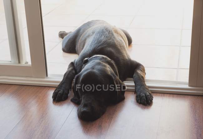 Schwarzer Labrador Retriever; Tarifa, Cadiz, Andalusien, Spanien — Stockfoto