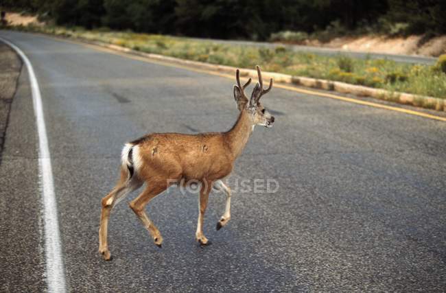 Mule Deer Attraversamento autostrada — Foto stock