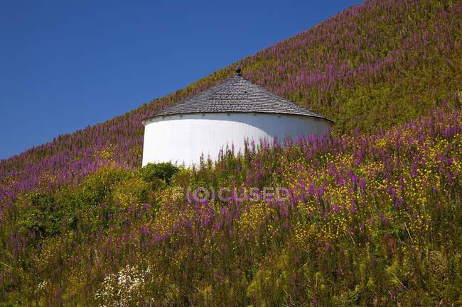 Fleurs sauvages et construction sur une colline — Photo de stock