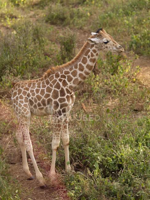 Girafa em pé na grama verde — Fotografia de Stock