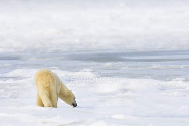 Orso polare in piedi sulla neve — Foto stock