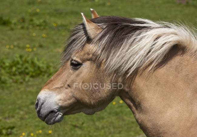 Norwegian Fjord Horse — Stock Photo