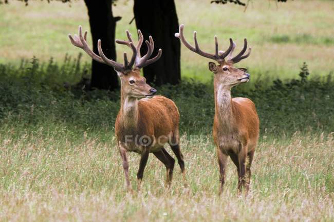 Elk In Wild parado sobre hierba - foto de stock